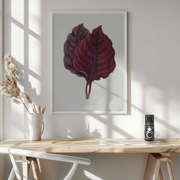 Tablou înramat „Pink Amarantus Leaf Illustration” de Les Plantes a Feuillage Colore