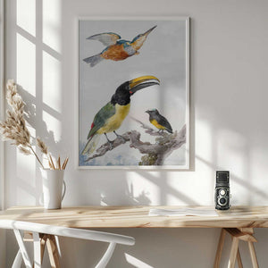 Tablou înramat „Three Birds  a Kingfisher, a Prince Von Wied's Toucan and an Sparrow” de Aert Schouman