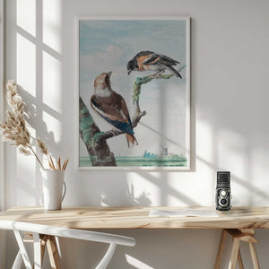 Tablou înramat „Two Birds  Hawfinch” de Aert Schouman
