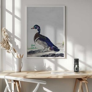 Tablou înramat „A Duck” de Aert Schouman