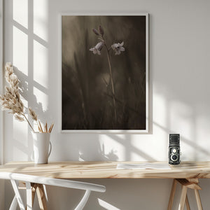 Tablou înramat „A small flower on the ground” de Allan Wallberg