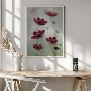 Tablou înramat „Cosmos sway” de Mandy Disher
