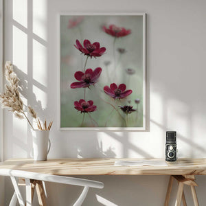 Tablou înramat „Cosmos sway” de Mandy Disher