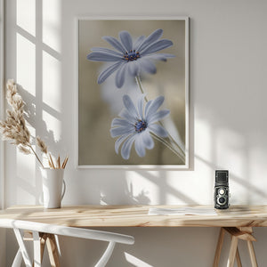Tablou înramat „Cape daisies” de Mandy Disher