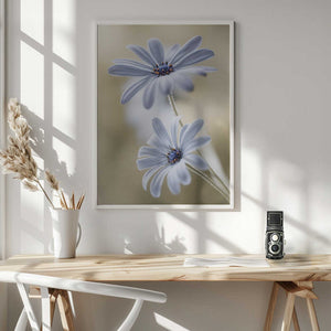 Tablou înramat „Cape daisies” de Mandy Disher