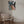 Tablou canvas „The Humming Bird Dancer” de Ruth Day