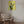 Tablou canvas „Yellow Cactus” de Lila & Lola