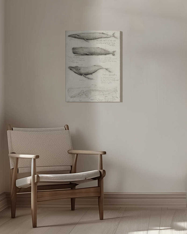 Tablou canvas „Sketches Of Various Whale” de Mike Koubou