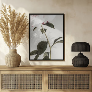 Tablou înramat „Peony 09” de Pictufy Studio III