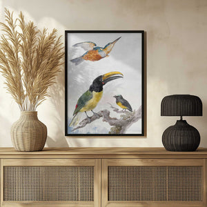Tablou înramat „Three Birds  a Kingfisher, a Prince Von Wied's Toucan and an Sparrow” de Aert Schouman