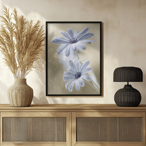 Tablou înramat „Cape daisies” de Mandy Disher