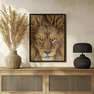 Tablou înramat „Serious Lion” de Mike Centioli
