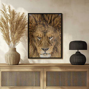 Tablou înramat „Serious Lion” de Mike Centioli