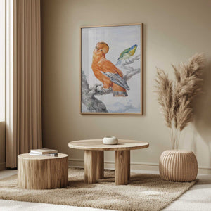Tablou înramat „Two Exotic Birds” de Aert Schouman