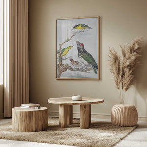 Tablou înramat „Four Different Birds On a Branch” de Aert Schouman