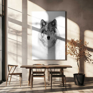 Tablou canvas „Portrait of a Timber Wolf” de Jim Cumming