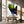 Tablou canvas „Vivid Bird Glance” de Shot by Clint