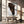 Tablou canvas „Portrait of a Horse Head” de Shot by Clint