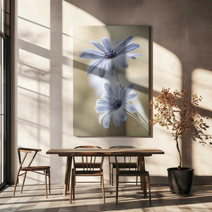 Tablou canvas „Cape daisies” de Mandy Disher