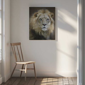 Tablou canvas „Portrait of a Young Male Lion” de Linda D Lester