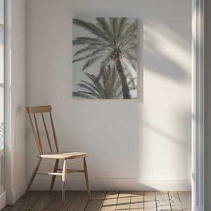 Tablou canvas „Palm_005” de Pictufy Studio III