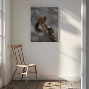 Tablou canvas „scoiattolo rosso” de Marco Barisone