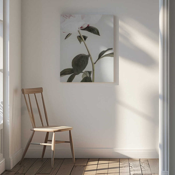 Tablou canvas „Peony 09” de Pictufy Studio III