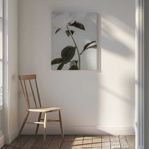 Tablou canvas „Peony 09” de Pictufy Studio III