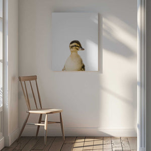 Tablou canvas „Baby Duck” de Kathrin Pienaar