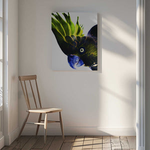 Tablou canvas „Vivid Bird Glance” de Shot by Clint