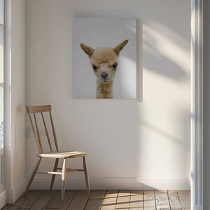 Tablou canvas „Peekaboo Baby Llama” de Lola Peacock