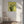 Tablou canvas „Yellow Cactus” de Lila & Lola
