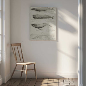 Tablou canvas „Sketches Of Various Whale” de Mike Koubou