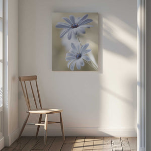 Tablou canvas „Cape daisies” de Mandy Disher
