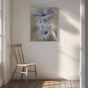Tablou canvas „Cape daisies” de Mandy Disher