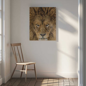 Tablou canvas „Serious Lion” de Mike Centioli