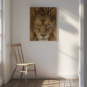 Tablou canvas „Serious Lion” de Mike Centioli