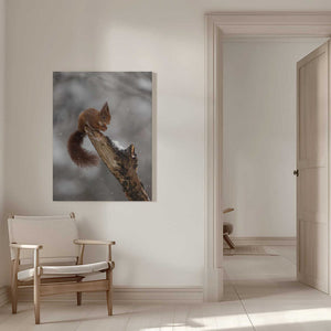 Tablou canvas „scoiattolo rosso” de Marco Barisone
