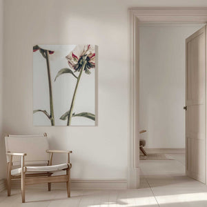 Tablou canvas „Peony 01” de Pictufy Studio III