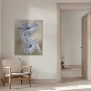 Tablou canvas „Cape daisies” de Mandy Disher