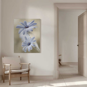 Tablou canvas „Cape daisies” de Mandy Disher