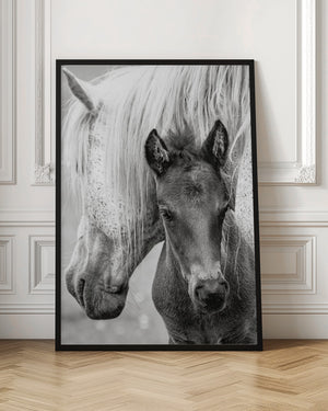 Tablou înramat „The Foal” de Jacky Parker