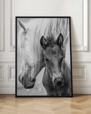 Tablou înramat „The Foal” de Jacky Parker