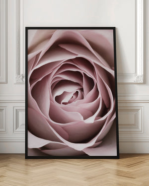 Tablou înramat „Pink Rose No 04” de Pictufy Studio III