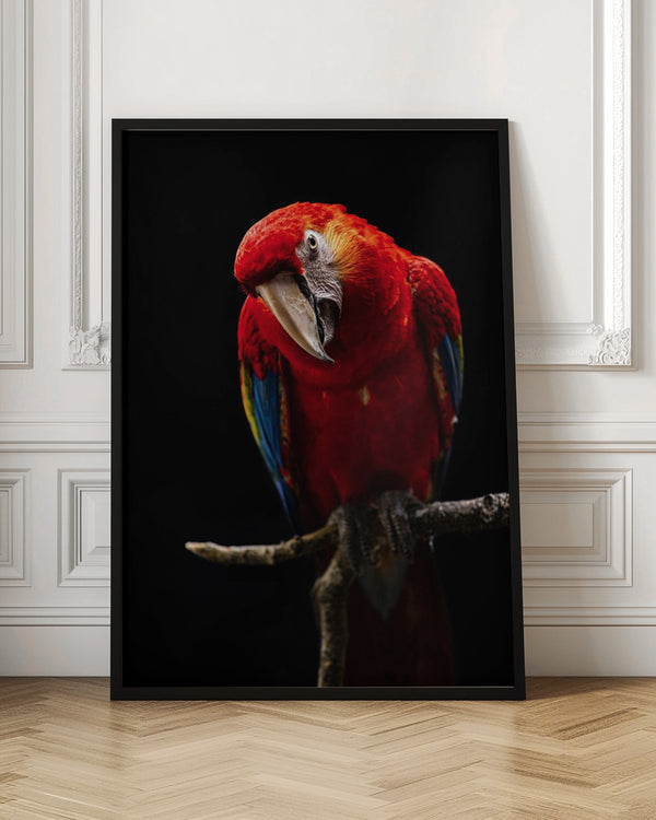 Tablou înramat „Portrait of Scarlet Macaw” de Andi Halil