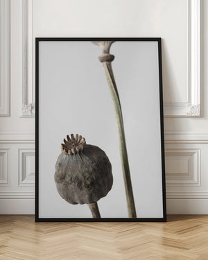 Tablou înramat „Dried_005” de Pictufy Studio III