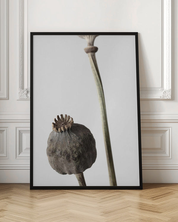 Tablou înramat „Dried_005” de Pictufy Studio III