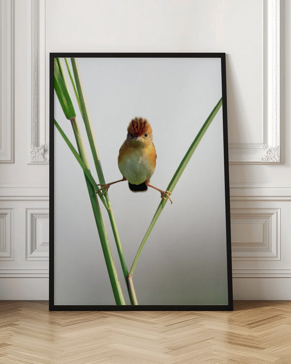 Tablou înramat „Kung Fu Master” de Lina Gunawan