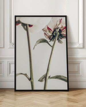 Tablou înramat „Peony 01” de Pictufy Studio III