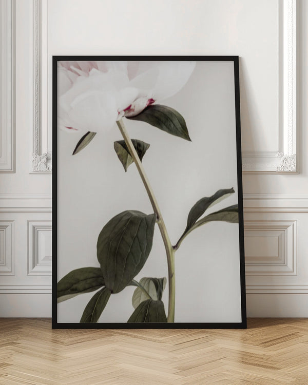 Tablou înramat „Peony 09” de Pictufy Studio III